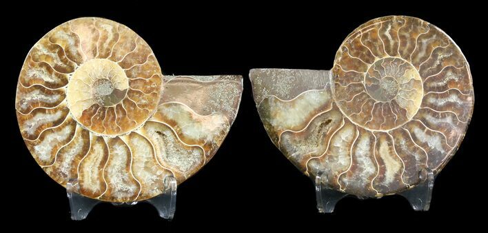 Sliced Fossil Ammonite Pair - Agatized #46513